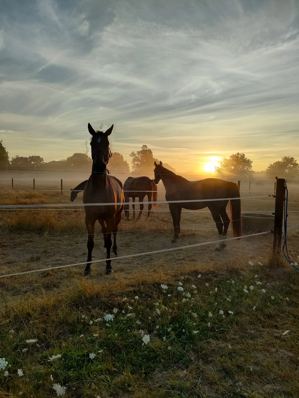 pension de chevaux Guichen